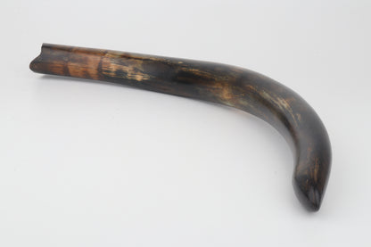 Restored woolly mammoth tusk