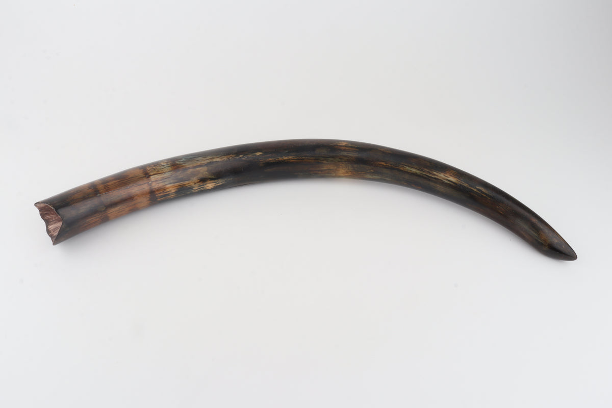 Restored woolly mammoth tusk