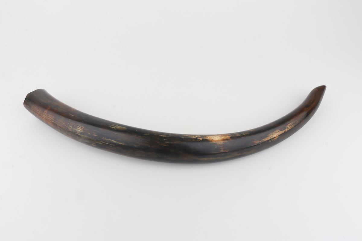 Restored woolly mammoth tusk