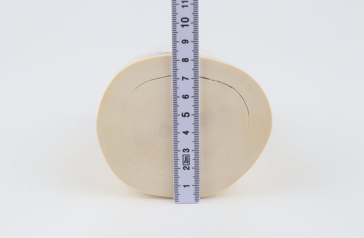 Round white mammoth ivory segment