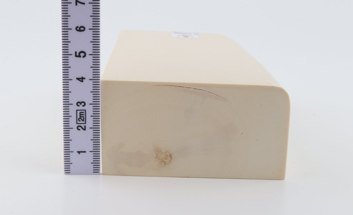 White mammoth ivory segment