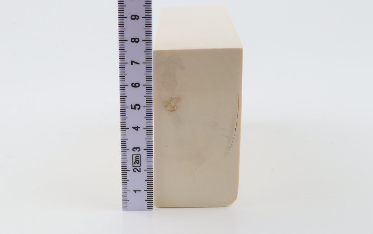 White mammoth ivory segment