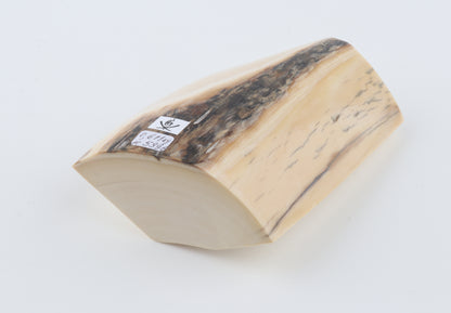White mammoth ivory segment