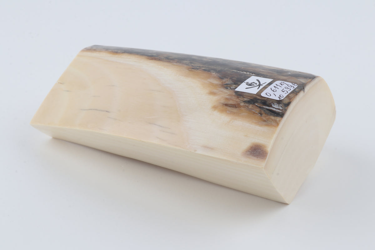 White mammoth ivory segment