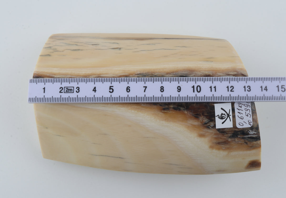White mammoth ivory segment