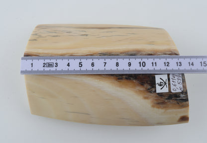 White mammoth ivory segment