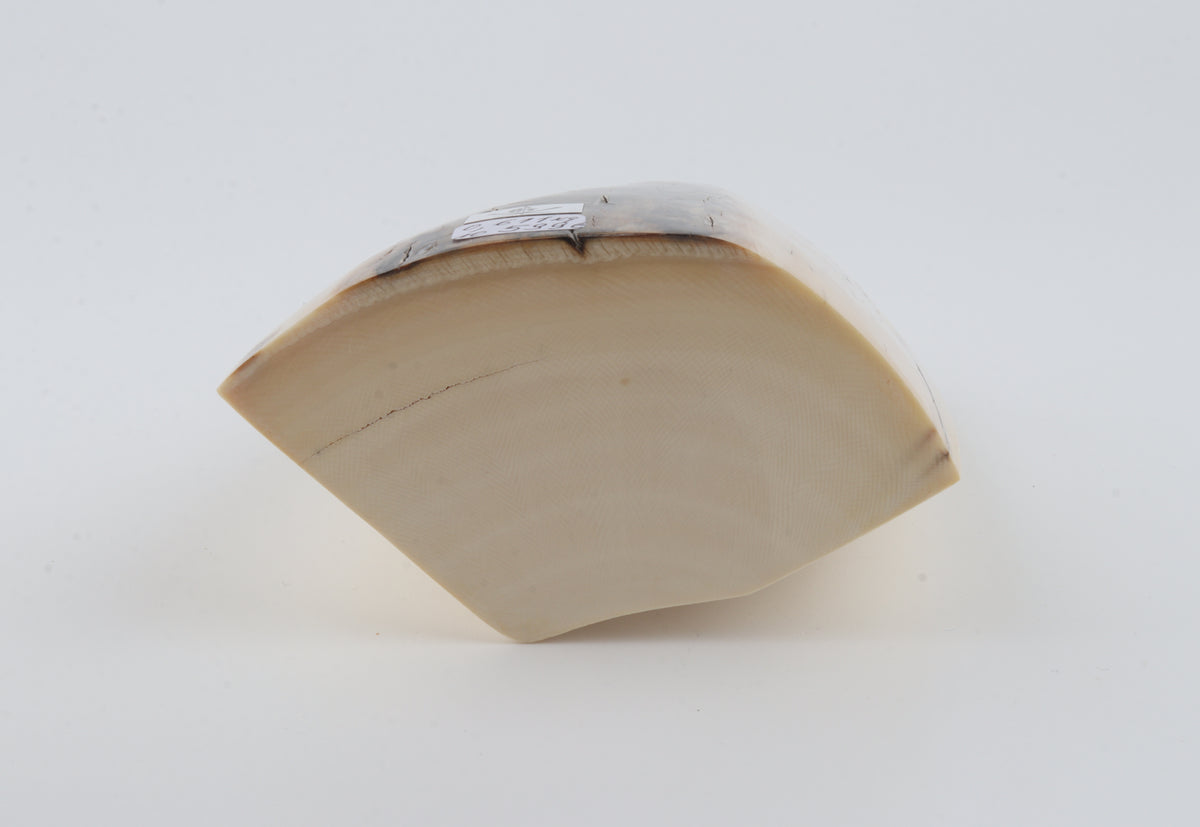 White mammoth ivory segment