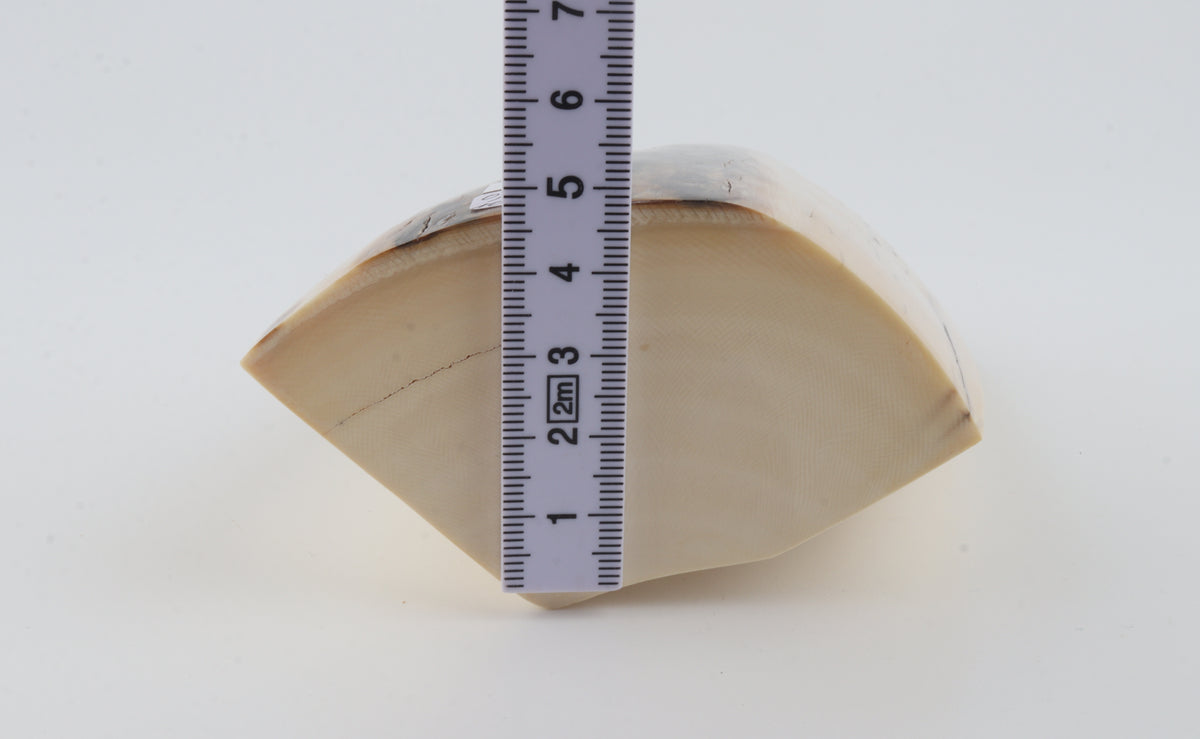 White mammoth ivory segment