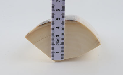 White mammoth ivory segment