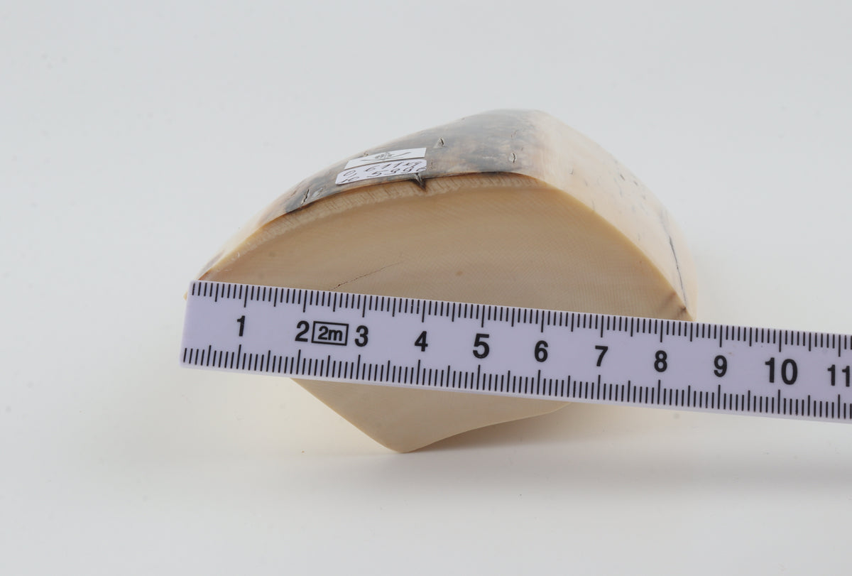 White mammoth ivory segment