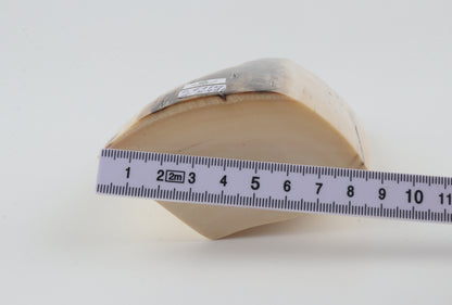 White mammoth ivory segment
