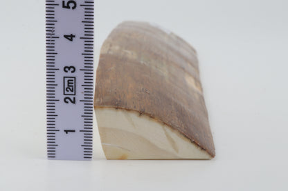 Natural mammoth ivory piece