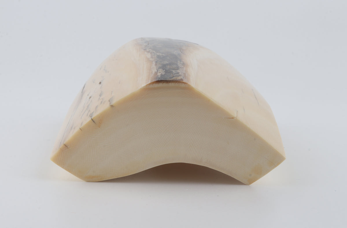 White mammoth ivory segment