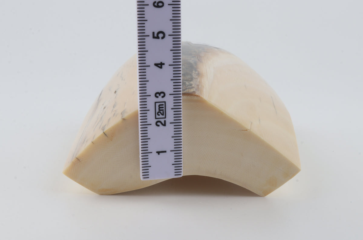 White mammoth ivory segment