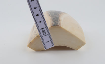 White mammoth ivory segment