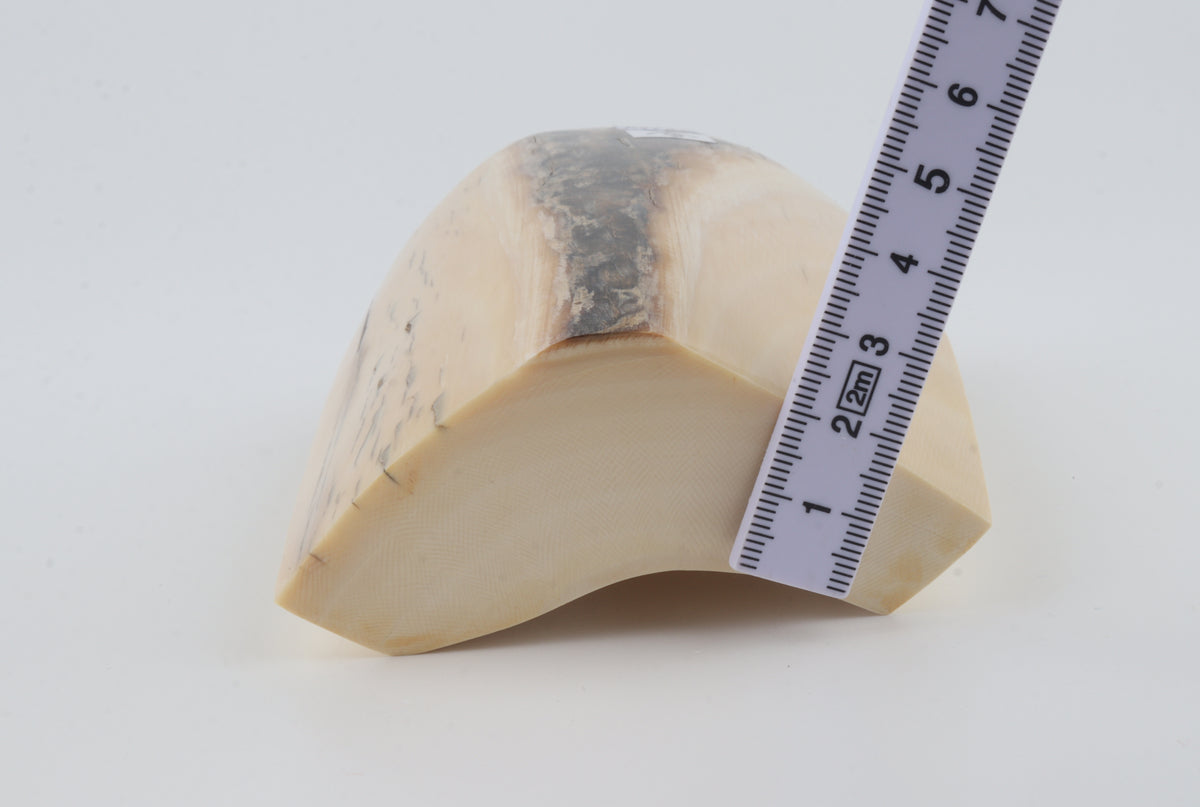White mammoth ivory segment