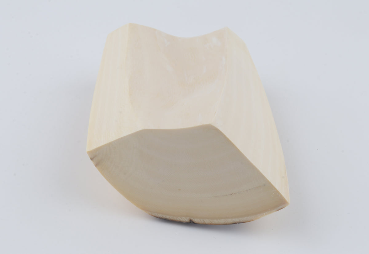 White mammoth ivory segment