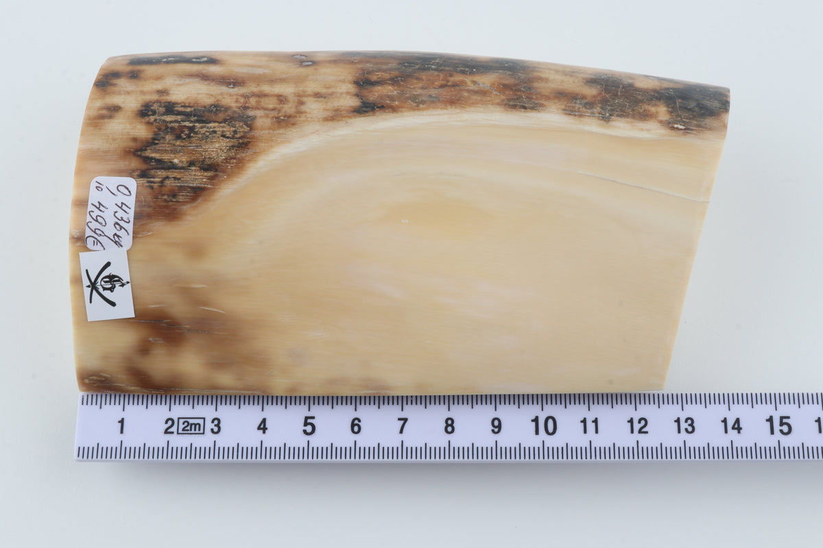 Natural mammoth ivory piece