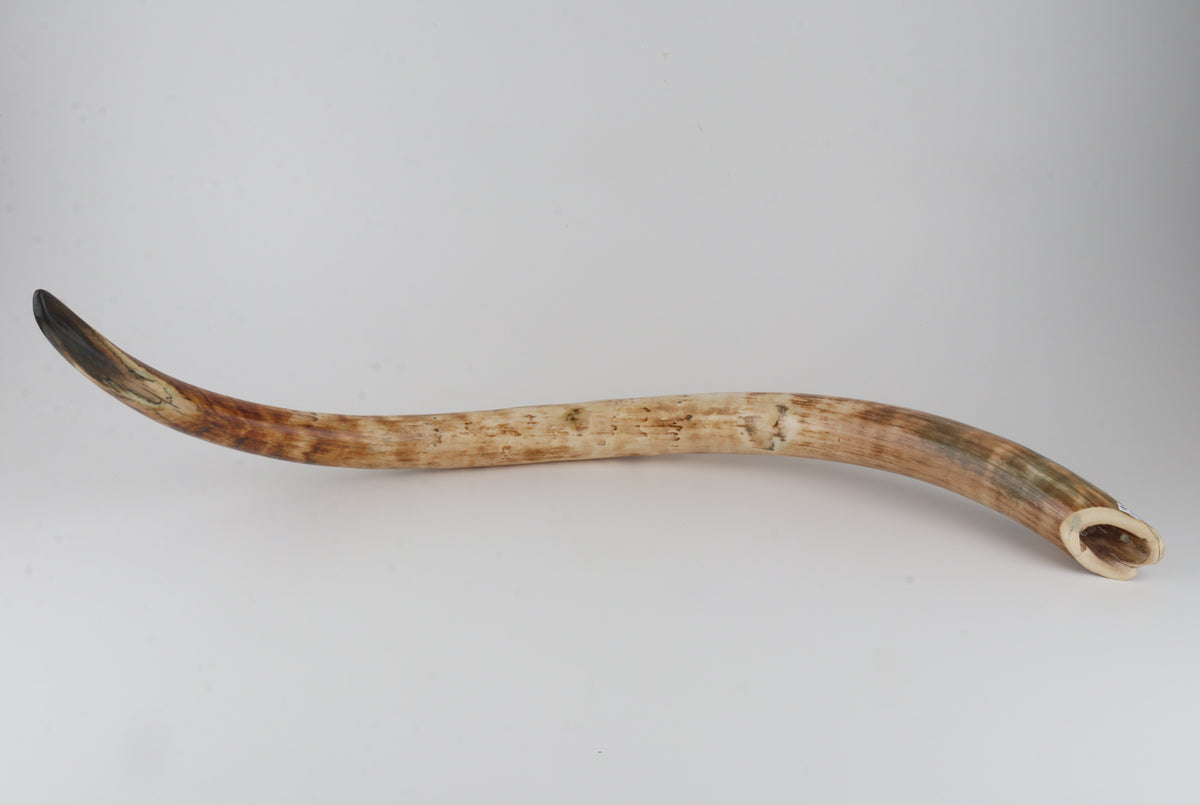 Natural woolly mammoth tusk