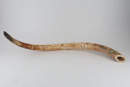 Natural woolly mammoth tusk