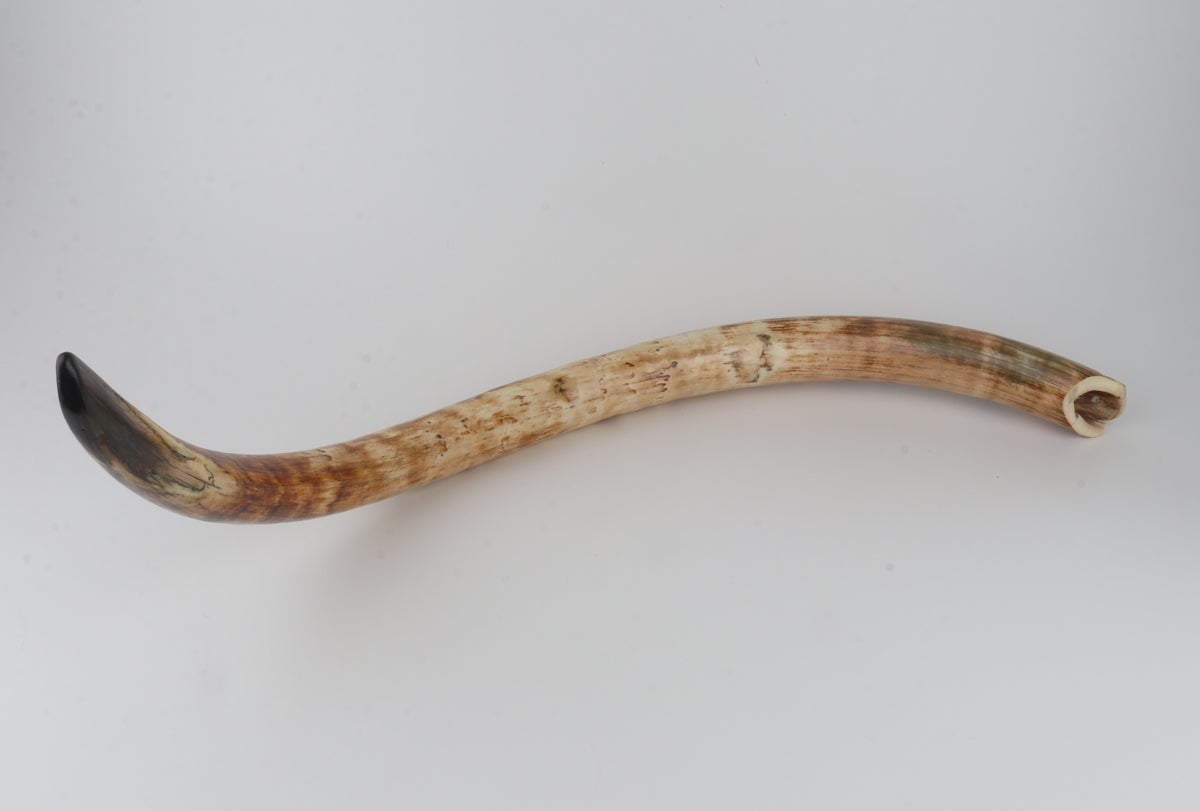 Natural woolly mammoth tusk