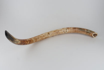 Natural woolly mammoth tusk