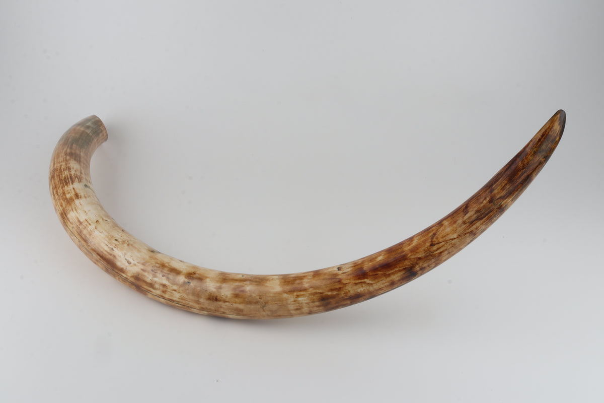 Natural woolly mammoth tusk