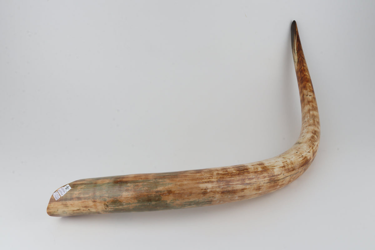 Natural woolly mammoth tusk