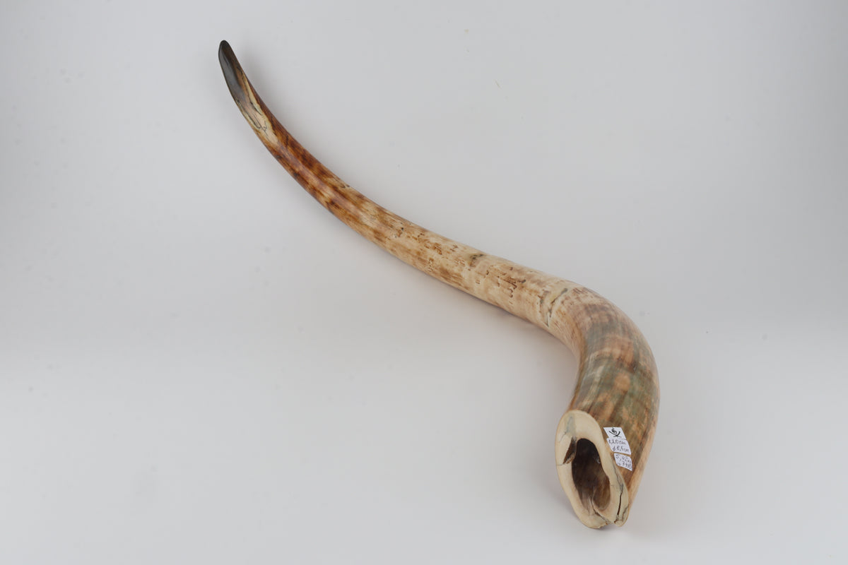 Natural woolly mammoth tusk