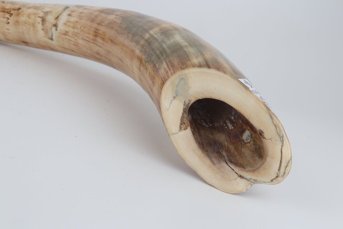 Natural woolly mammoth tusk