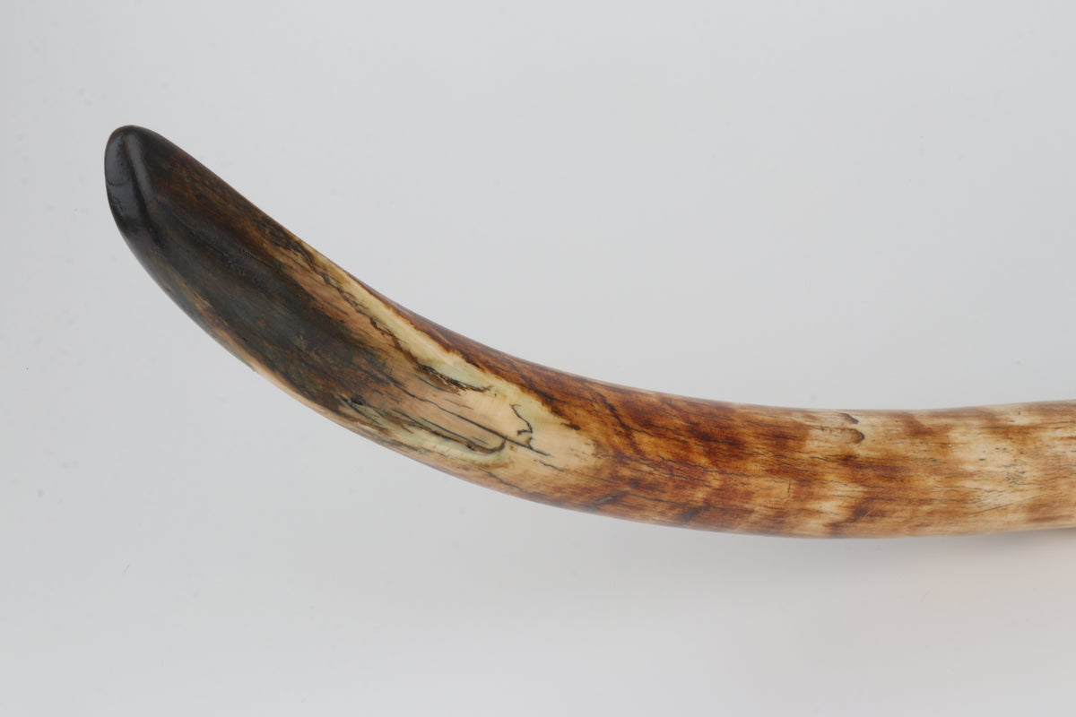 Natural woolly mammoth tusk