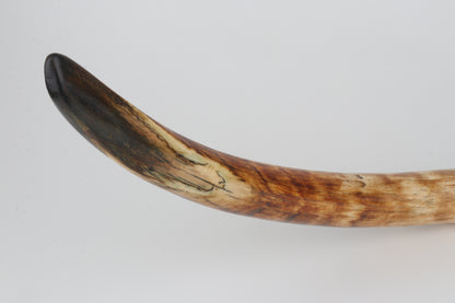 Natural woolly mammoth tusk