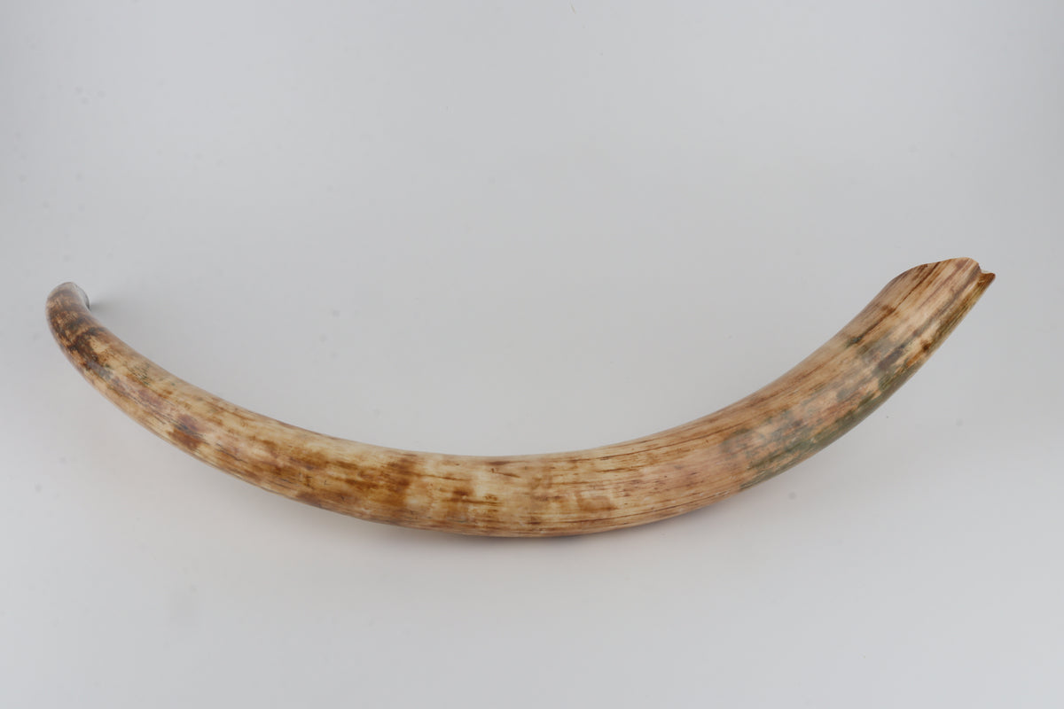 Natural woolly mammoth tusk