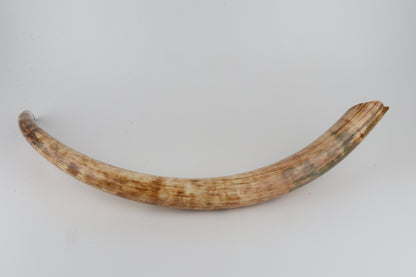 Natural woolly mammoth tusk