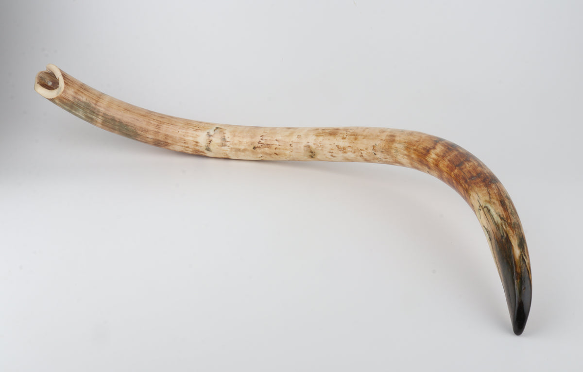 Natural woolly mammoth tusk