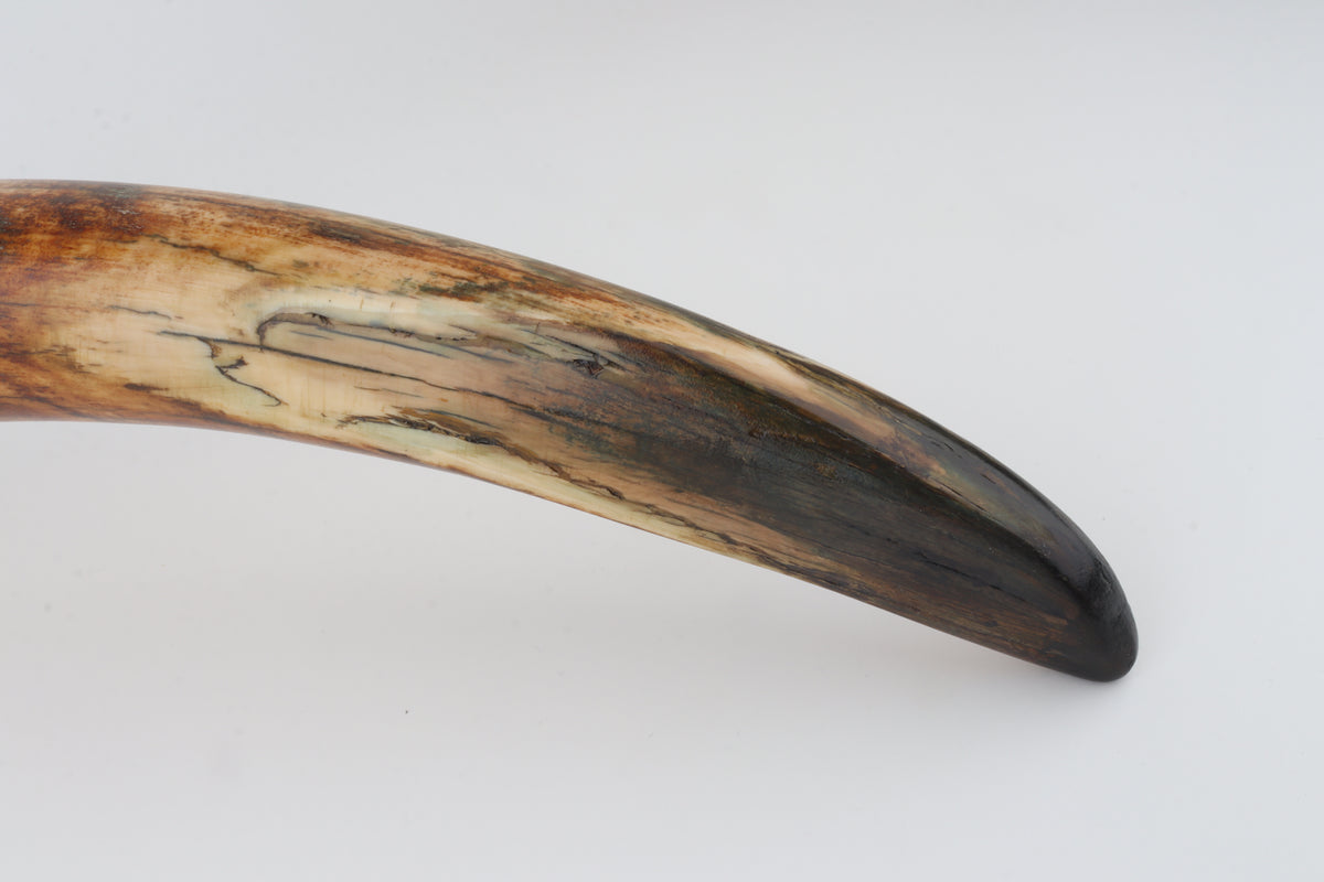Natural woolly mammoth tusk