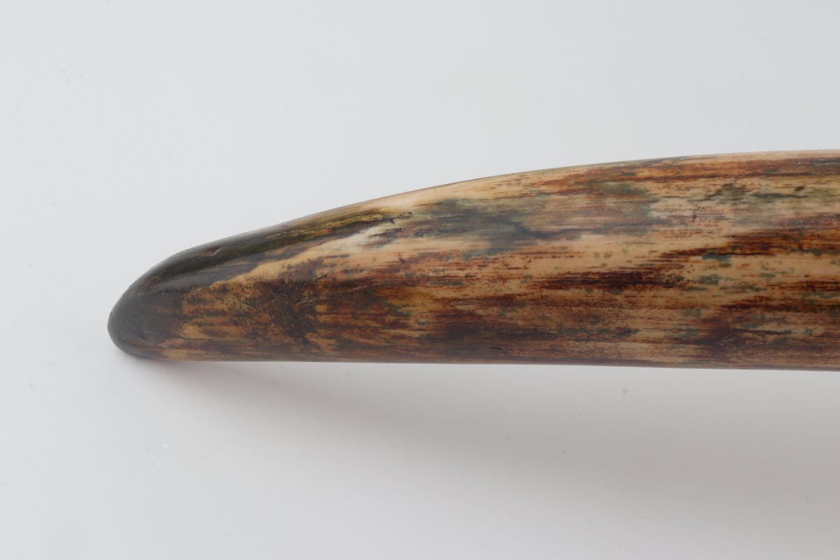 Natural woolly mammoth tusk
