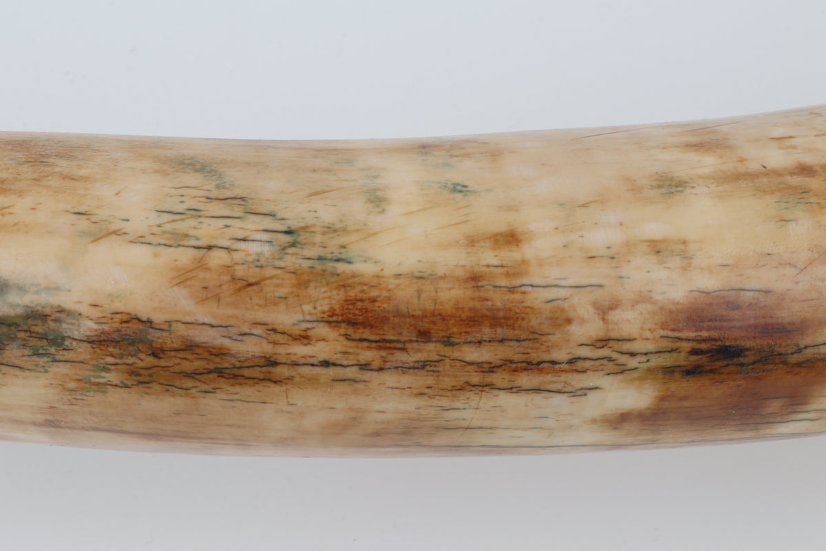 Natural woolly mammoth tusk