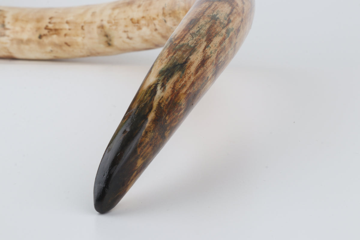 Natural woolly mammoth tusk
