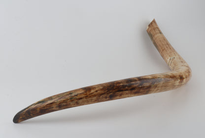 Natural woolly mammoth tusk
