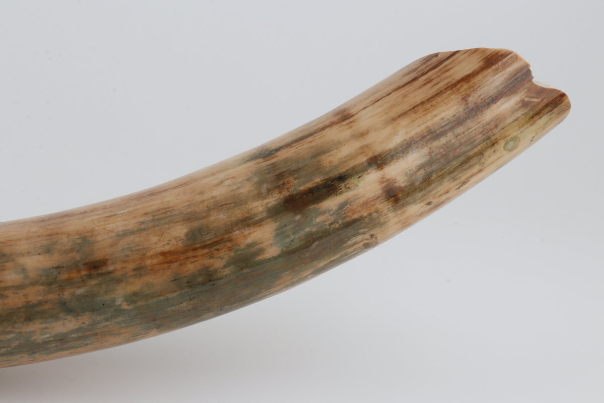 Natural woolly mammoth tusk