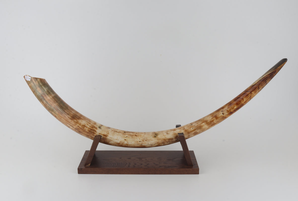 Natural woolly mammoth tusk