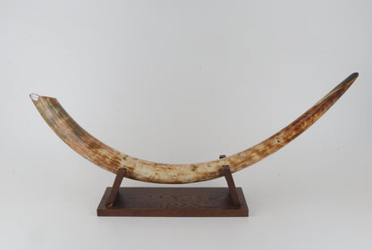 Natural woolly mammoth tusk