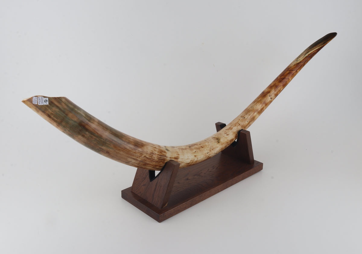 Natural woolly mammoth tusk