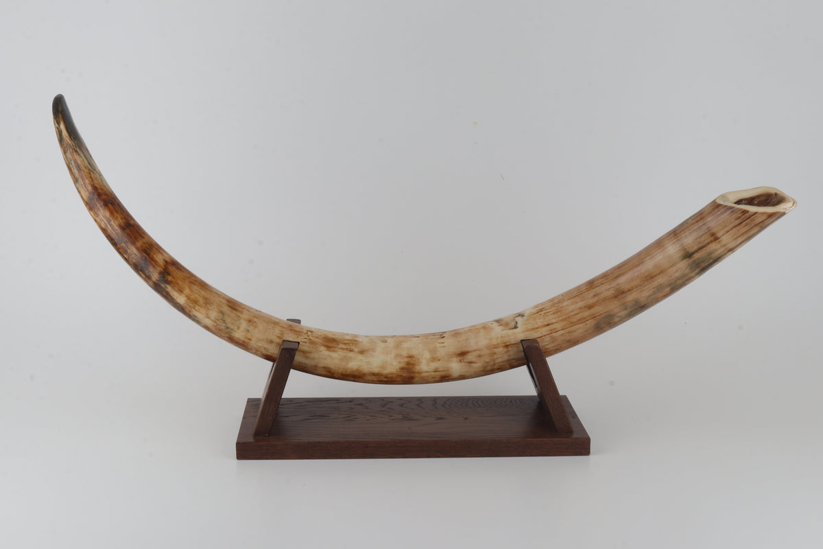 Natural woolly mammoth tusk