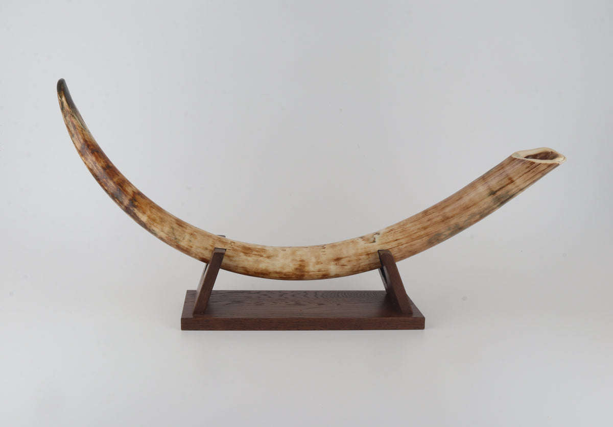Natural woolly mammoth tusk