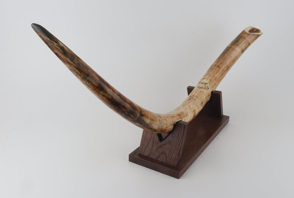Natural woolly mammoth tusk