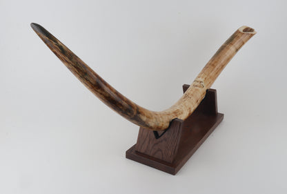 Natural woolly mammoth tusk