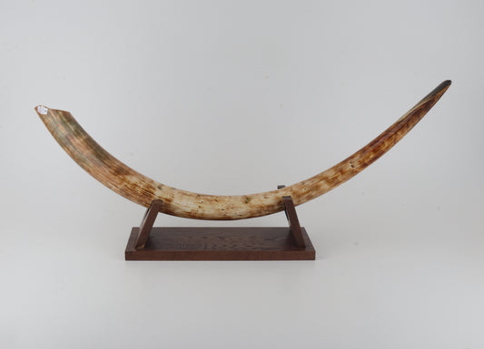 Natural woolly mammoth tusk
