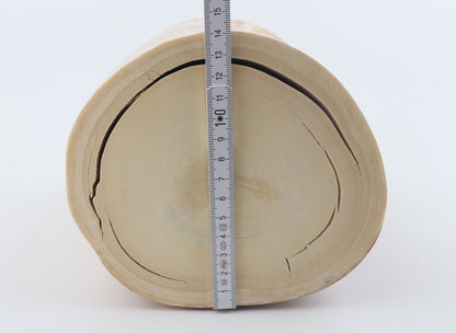 Round mammoth ivory piece